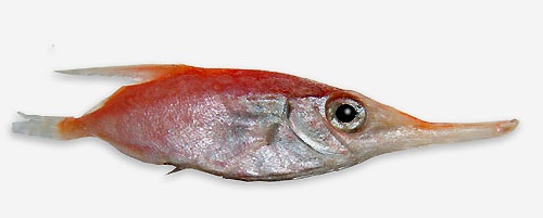 pesce trombetta