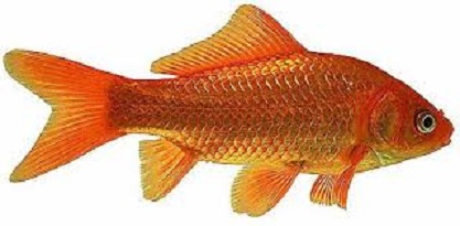 carassio dorato o pesce rosso