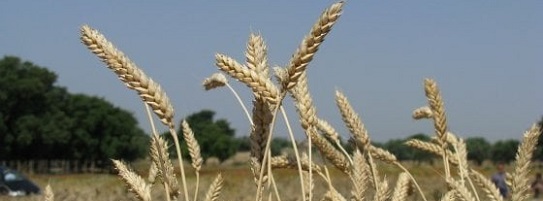 come preparare il grano per il carpfishing
